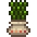 Seaweed Planter