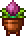 Plantera Seedling
