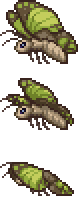 Moth