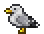 Seagull