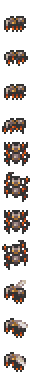 Jumper Spider