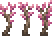 Vanity Tree Sakura Saplings